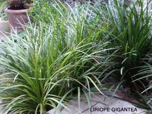 Liriope gigantea